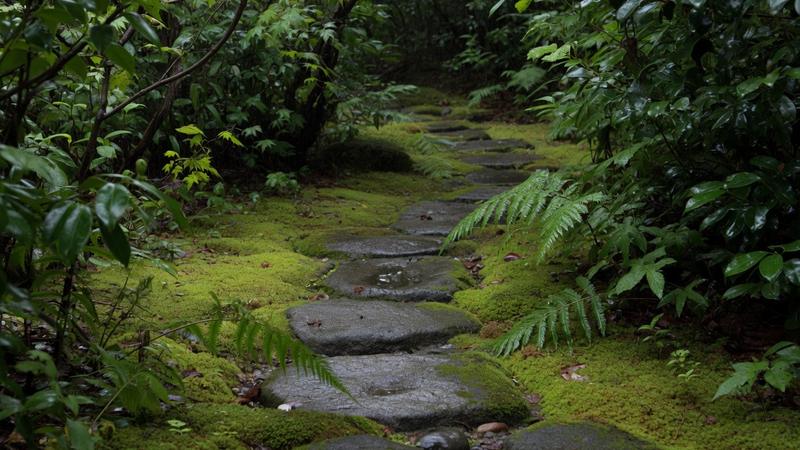 A moss path in wet woods